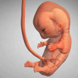 九个月手机版(9 Months)