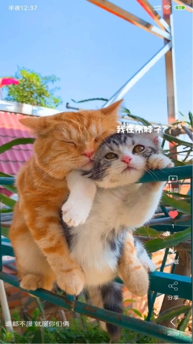 安果视频壁纸app 安果视频壁纸最新版下载