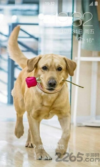 神犬小七桌面锁屏壁纸