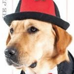 神犬小七桌面锁屏壁纸