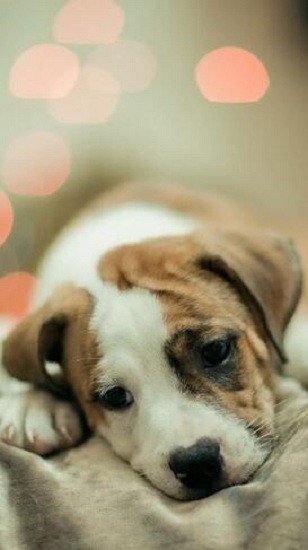 可爱动物壁纸大全app 可爱动物壁纸大全下载