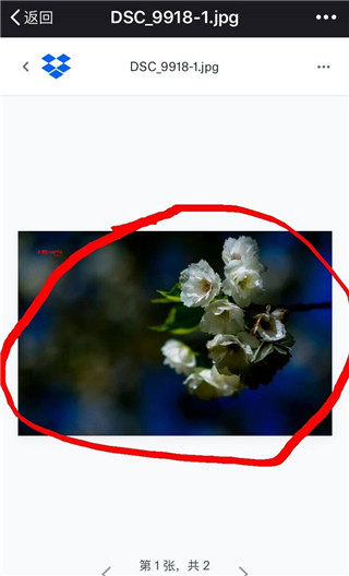 如何在Dropbox中下载保存图片 Dropbox保存图片教程