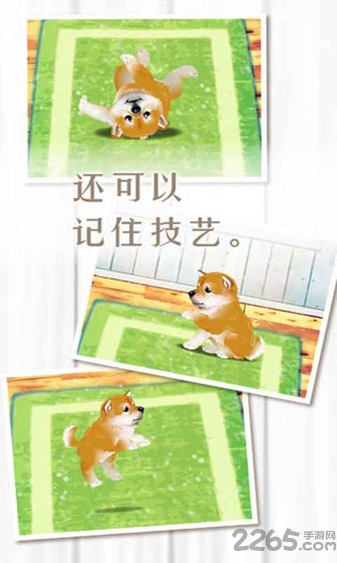 养育柴犬的治愈游戏